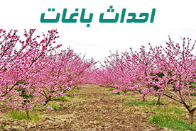 نهال گردو چندلر