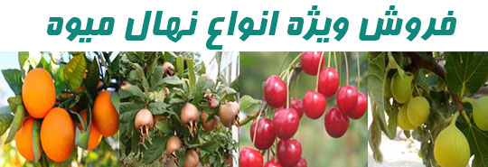 نهال گردو چندلر