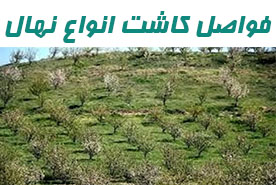 نهال گردو چندلر