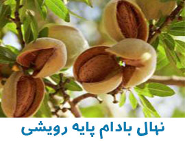 نهال گردو چندلر