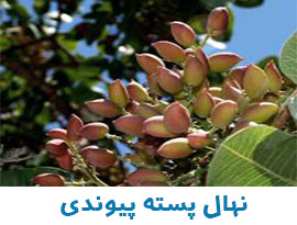 نهال گردو چندلر