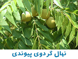 نهال گردو چندلر
