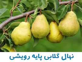 نهال گردو چندلر