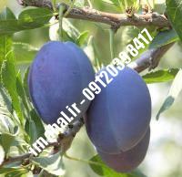 نهال آلو استنلی | بهترین نهالستان کشور ۰۹۱۲۰۳۹۸۴۱۷