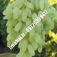 نهال انگور عسگری | اروم نهال مرکزی