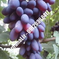 نهال انگور لعل بیدانه | اروم نهال مرکزی