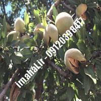 نهال بادام فرانیس | اروم نهال مرکزی