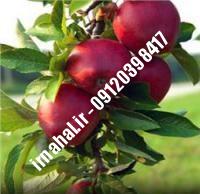 نهال سیب جوناتان | نهالستان کرج ۰۹۱۲۰۳۹۸۴۱۷