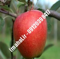 نهال سیب دریان | نهالستان کرج ۰۹۱۲۰۳۹۸۴۱۷
