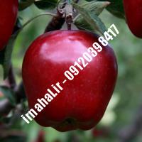 نهال سیب رد دلیشز | اروم نهال مرکزی
