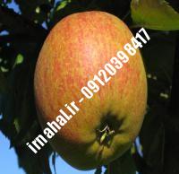 نهال سیب علی موری خراسان | نهالستان کرج ۰۹۱۲۰۳۹۸۴۱۷