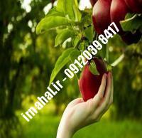 نهال سیب قره یرپاق | نهالستان کرج ۰۹۱۲۰۳۹۸۴۱۷