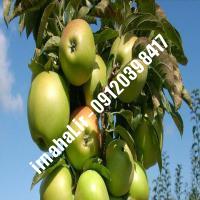 نهال سیب لبنانی | اروم نهال مرکزی
