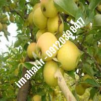 نهال سیب لبنانی زرد | اروم نهال مرکزی
