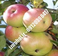 نهال سیب مک اینتاش | نهالستان کرج ۰۹۱۲۰۳۹۸۴۱۷