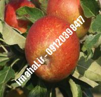نهال سیب کاکس ارنج | نهالستان کرج ۰۹۱۲۰۳۹۸۴۱۷