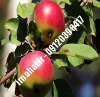 نهال سیب گلشاهی | نهالستان کرج ۰۹۱۲۰۳۹۸۴۱۷