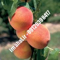 نهال هلو آلبرتا | اروم نهال مرکزی
