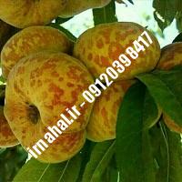 نهال هلو انجیری پلنگی اصل-اروم نهال مرکزی