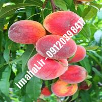 نهال هلو پیش رس فرانسه اصل-اروم نهال مرکزی