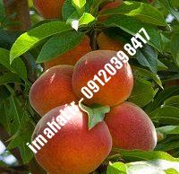 نهال هلو کرست | بهترین نهالستان کشور ۰۹۱۲۰۳۹۸۴۱۷