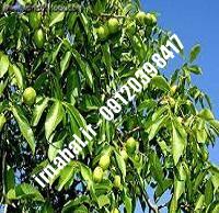 نهال گردو بیلچک ترکیه ای | بهترین نهالستان کشور ۰۹۱۲۰۳۹۸۴۱۷