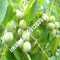 نهال گردو تویسرکان اصل-اروم نهال مرکزی