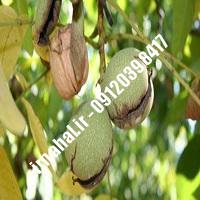 نهال گردو جمال اصل-اروم نهال مرکزی