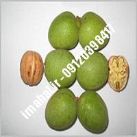 نهال گردو جیلت اصل-اروم نهال مرکزی