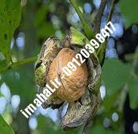 نهال گردو خوشه ای فرانسوی | اروم نهال مرکزی ۰۹۱۲۰۳۹۸۴۱۷