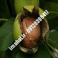 نهال گردو دماوند اصل-اروم نهال مرکزی