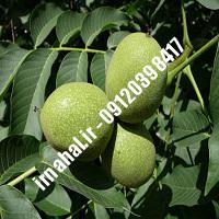 نهال گردو روند اصل-اروم نهال مرکزی