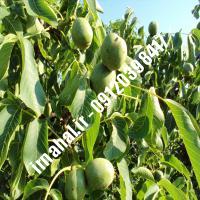 نهال گردو سانلند اصل-اروم نهال مرکزی