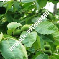 نهال گردو سولانو اصل-اروم نهال مرکزی