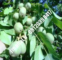نهال گردو سیبان | اروم نهال مرکزی ۰۹۱۲۰۳۹۸۴۱۷