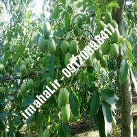 نهال گردو ضیاآبادی اصل-اروم نهال مرکزی