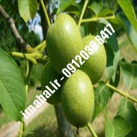 نهال گردو فرانکت اصل-اروم نهال مرکزی
