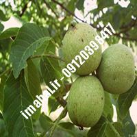 نهال گردو مراغه اصل-اروم نهال مرکزی