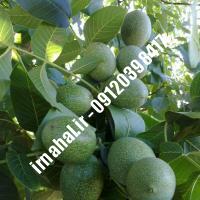 نهال گردو هارتلی اصل-نهال گردو هارتلی اصل