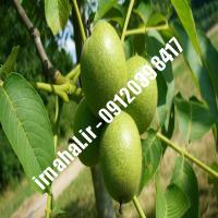 نهال گردو هوارد-اروم نهال مرکزی