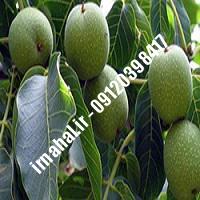 نهال گردو چیکو اصل-اروم نهال مرکزی