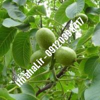 نهال گردو ژنوتیپ سیبان اصل-اروم نهال مرکزی