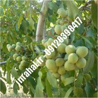 نهال گردو ژنوتیپ کن اصل-اروم نهال مرکزی