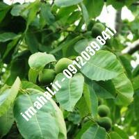 نهال گردو کانادایی اصل-اروم نهال مرکزی