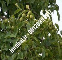 نهال گردو یالووا | بهترین نهالستان کشور ۰۹۱۲۰۳۹۸۴۱۷