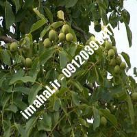 نهال گردو وینا