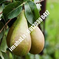 نهال گلابی انجو | اروم نهال مرکزی