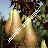 نهال گلابی درگزی | اروم نهال مرکزی