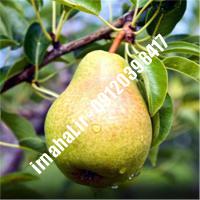 نهال گلابی دم کج | اروم نهال مرکزی