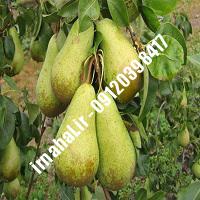نهال گلابی سیف تبریز | اروم نهال مرکزی